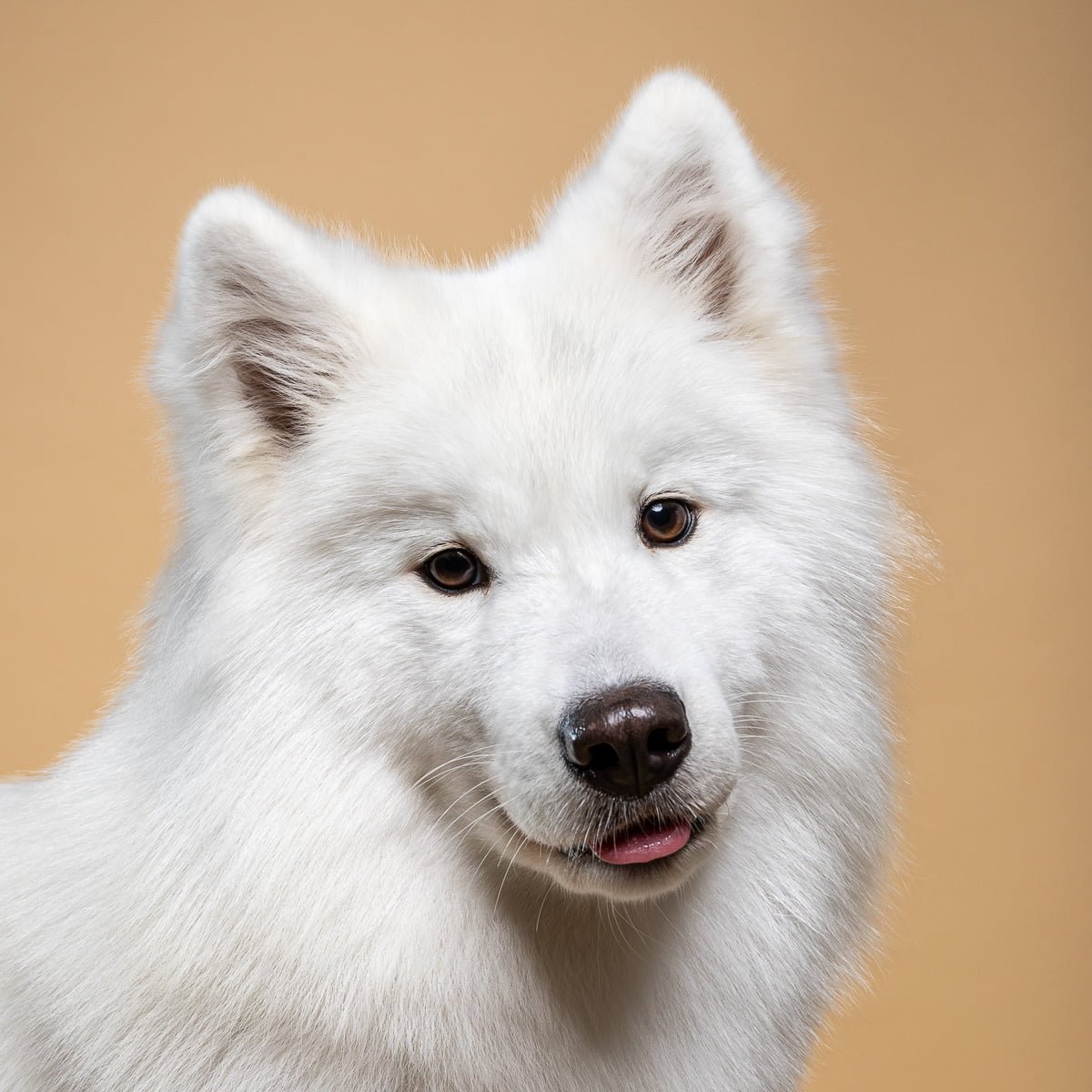 Samoyedo