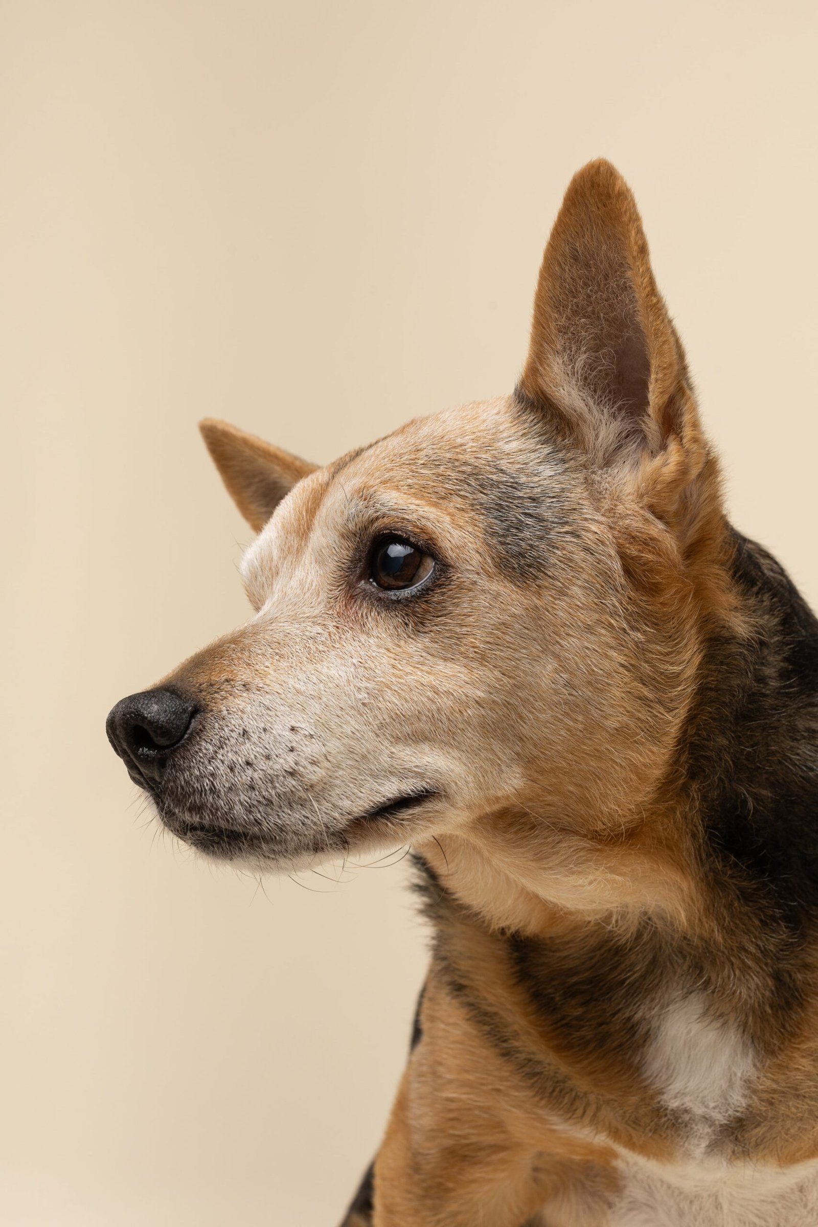 Inicio 1 Primer plano del perfil del perro Jake sobre un fondo beige cálido. El perro mestizo que inspiró nuestro estudio de fotografía de mascotas en Murcia.
