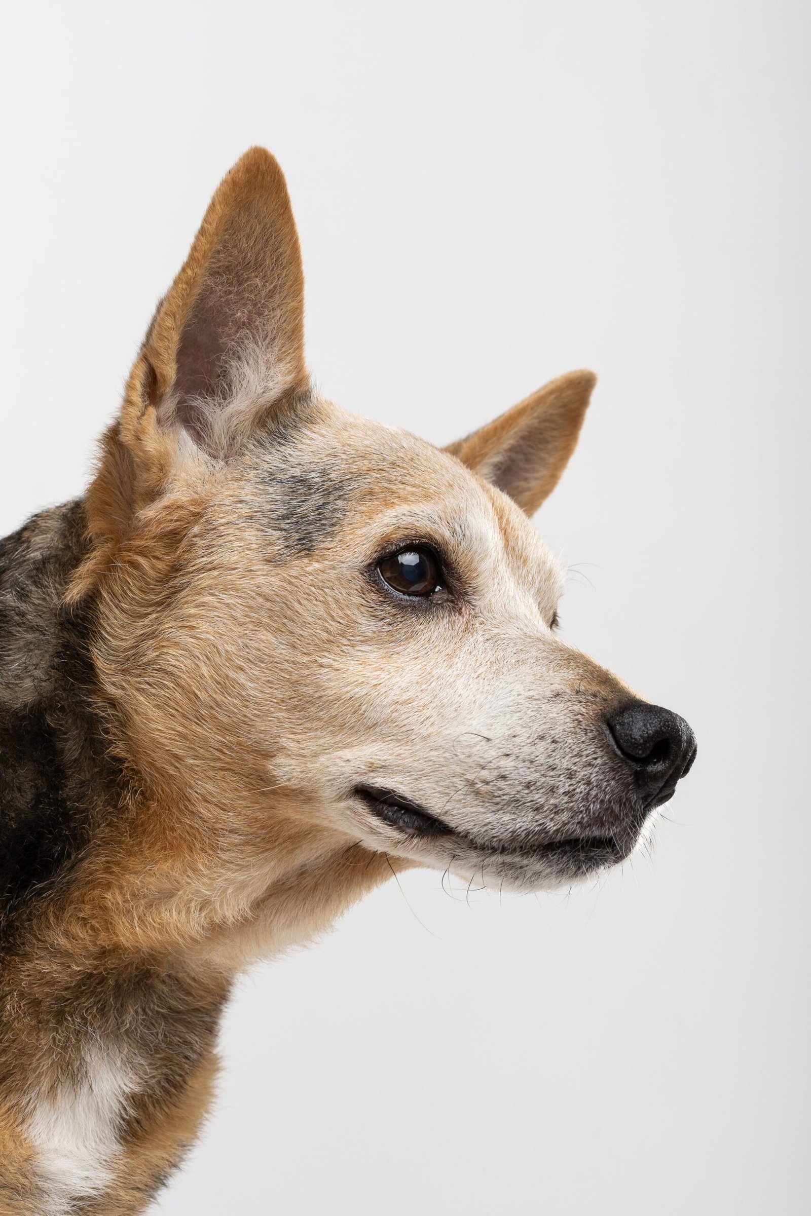 Sobre mí 3 Primer plano detallado del perfil del perro Jake, cruce de pastor, posando sobre un fondo blanco limpio en El Estudio de Mascotas, fotógrafo de perros en Murcia.