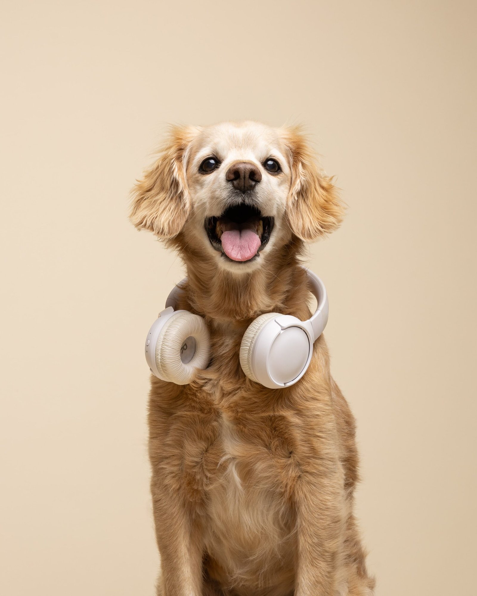 Inicio 2 Retrato de estudio de un perro marrón claro sonriendo feliz con unos auriculares blancos alrededor del cuello en Murcia.